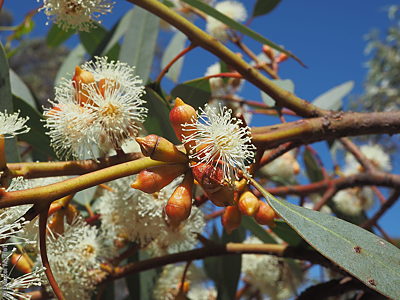 Eucalyptus dumosa flr DEM9016 Cannawigara